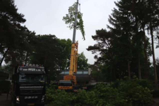 Bomen rooien Krabbendijke